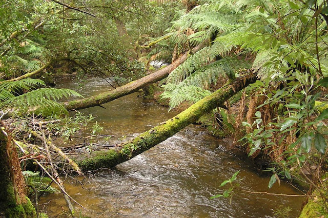 Conheça a bela Tasmânia, a terra do personagem animado Taz Tasmania rainforest